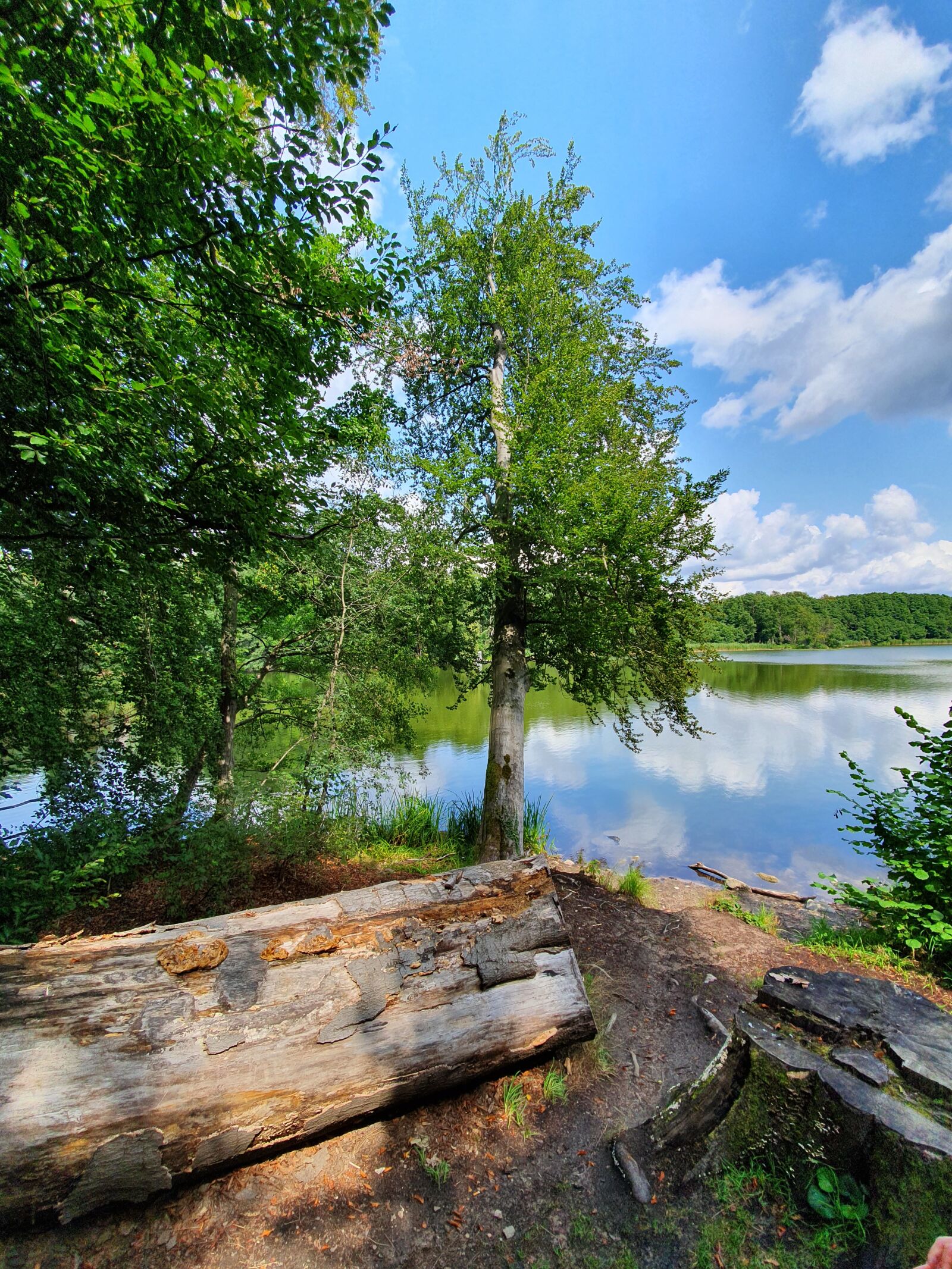Samsung Galaxy S10e sample photo. Chorin, amtssee chorin, nature photography