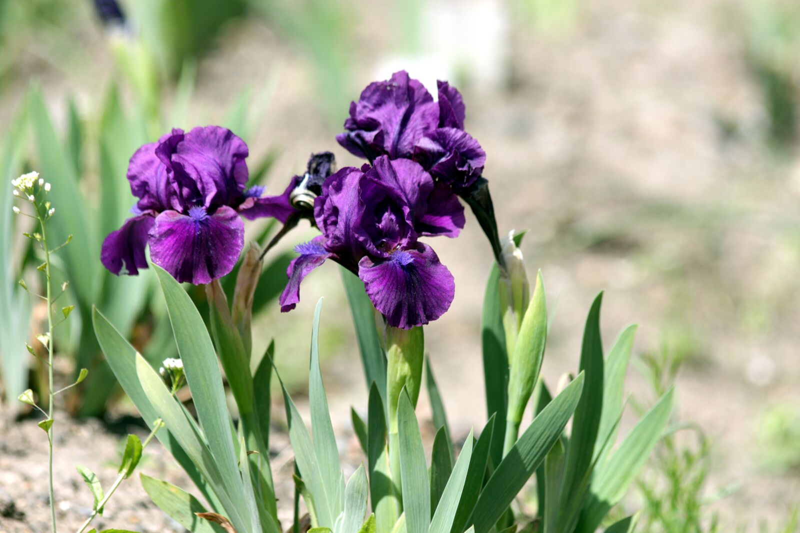 Canon EOS 650D (EOS Rebel T4i / EOS Kiss X6i) sample photo. Irises, flowers, spring flowers photography