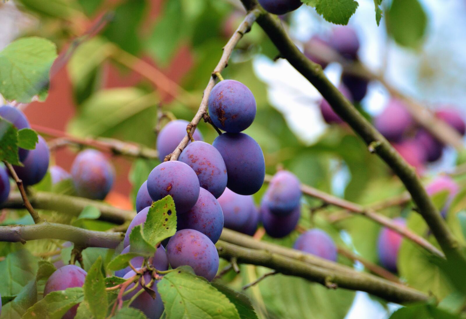 Nikon D5200 sample photo. Plum, fruit, wood, branch photography
