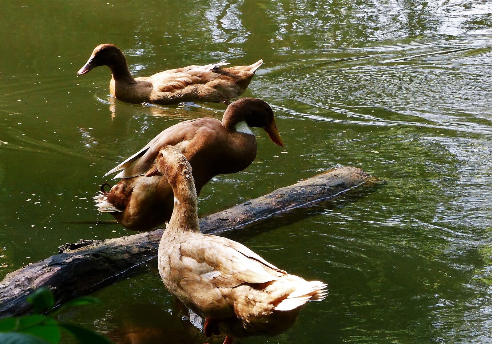 Panasonic Lumix DMC-FZ200 sample photo. Bird, duck, lake photography