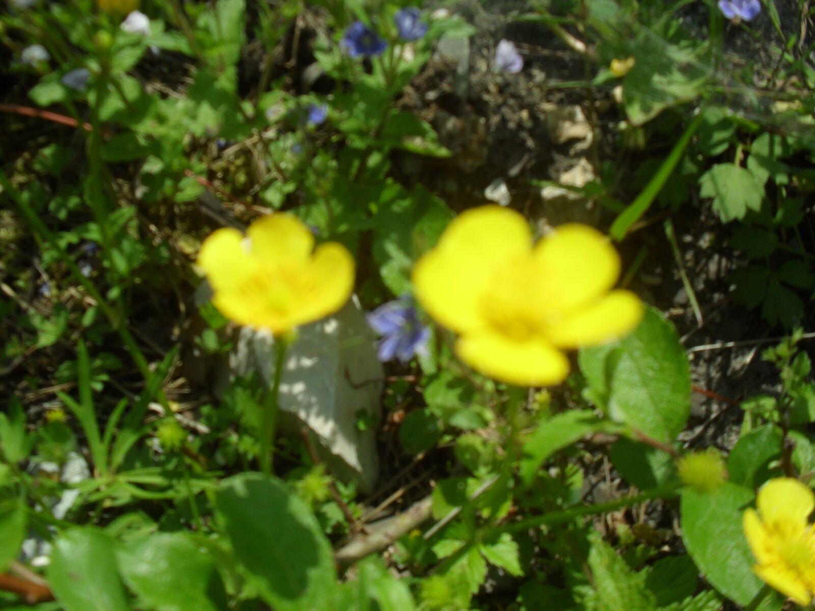 Samsung ES60 / VLUU ES60 /  SL105 /  ES63 sample photo. Nature, blooming, spring photography