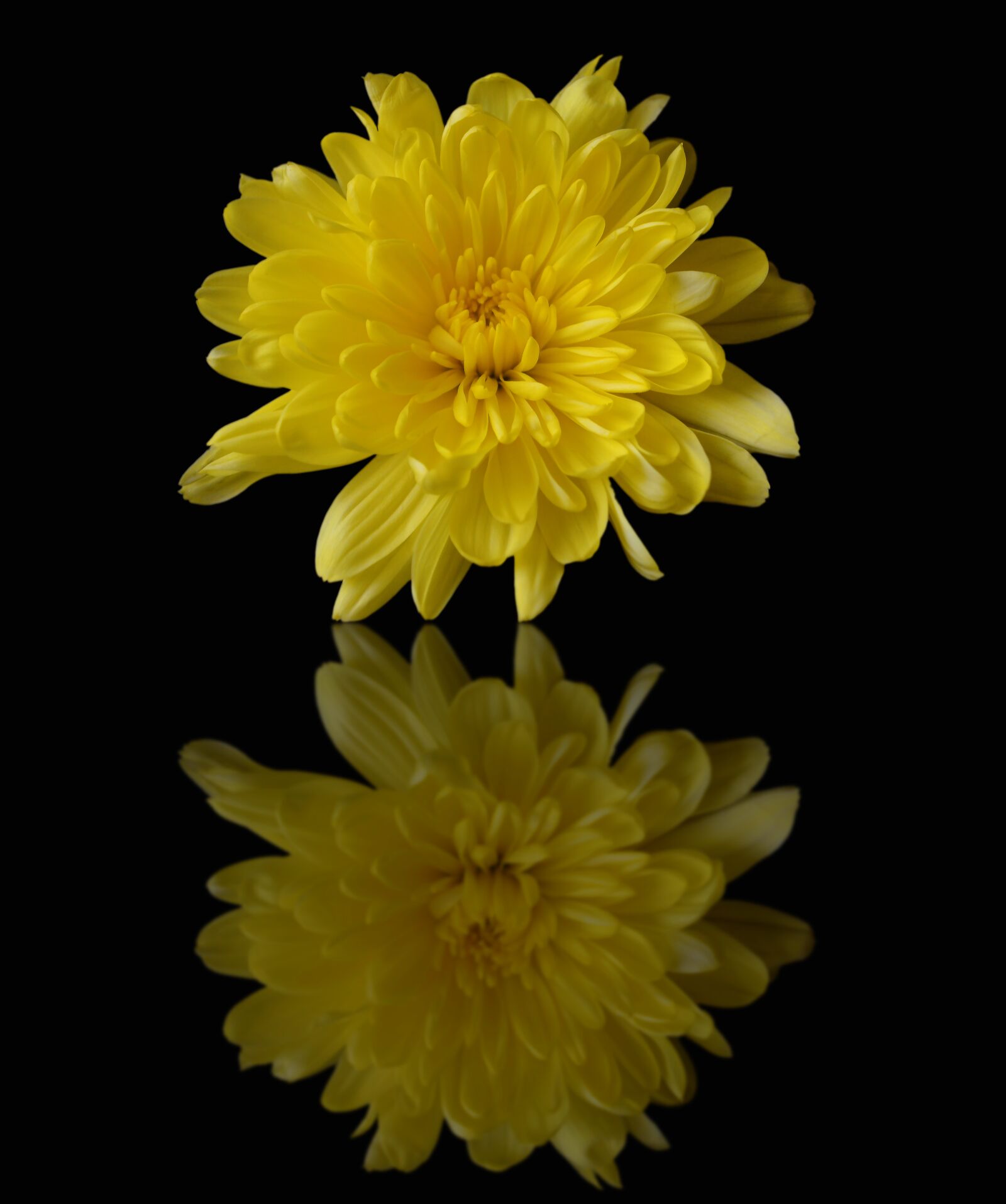 Nikon D5100 sample photo. Chrysanthemum, yellow, mirror photography