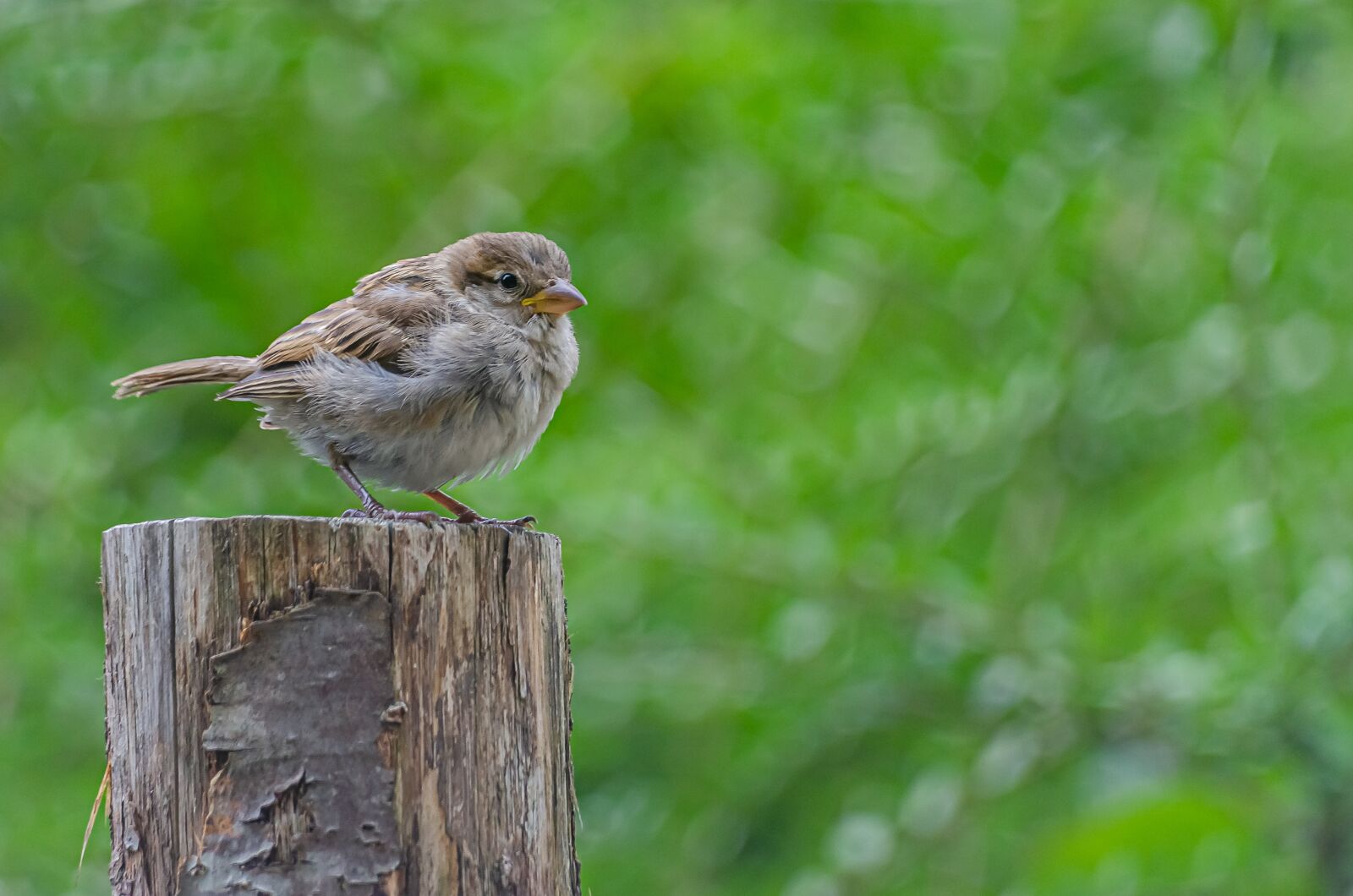 Nikon D7000 sample photo. Bird, close, pen photography