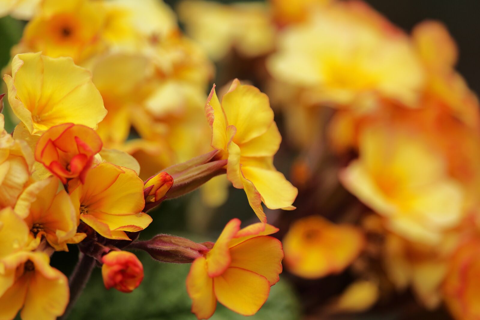 Canon EF-S 55-250mm F4-5.6 IS STM sample photo. Yellow primroses, fr hlingsbl photography