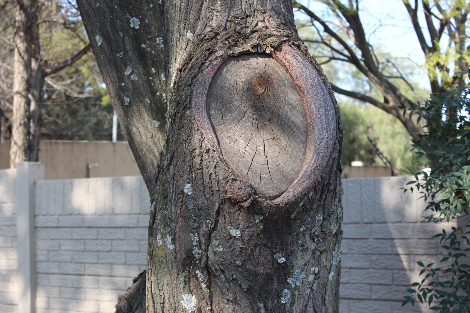 Canon EOS 650D (EOS Rebel T4i / EOS Kiss X6i) sample photo. Tree, branch, nature photography