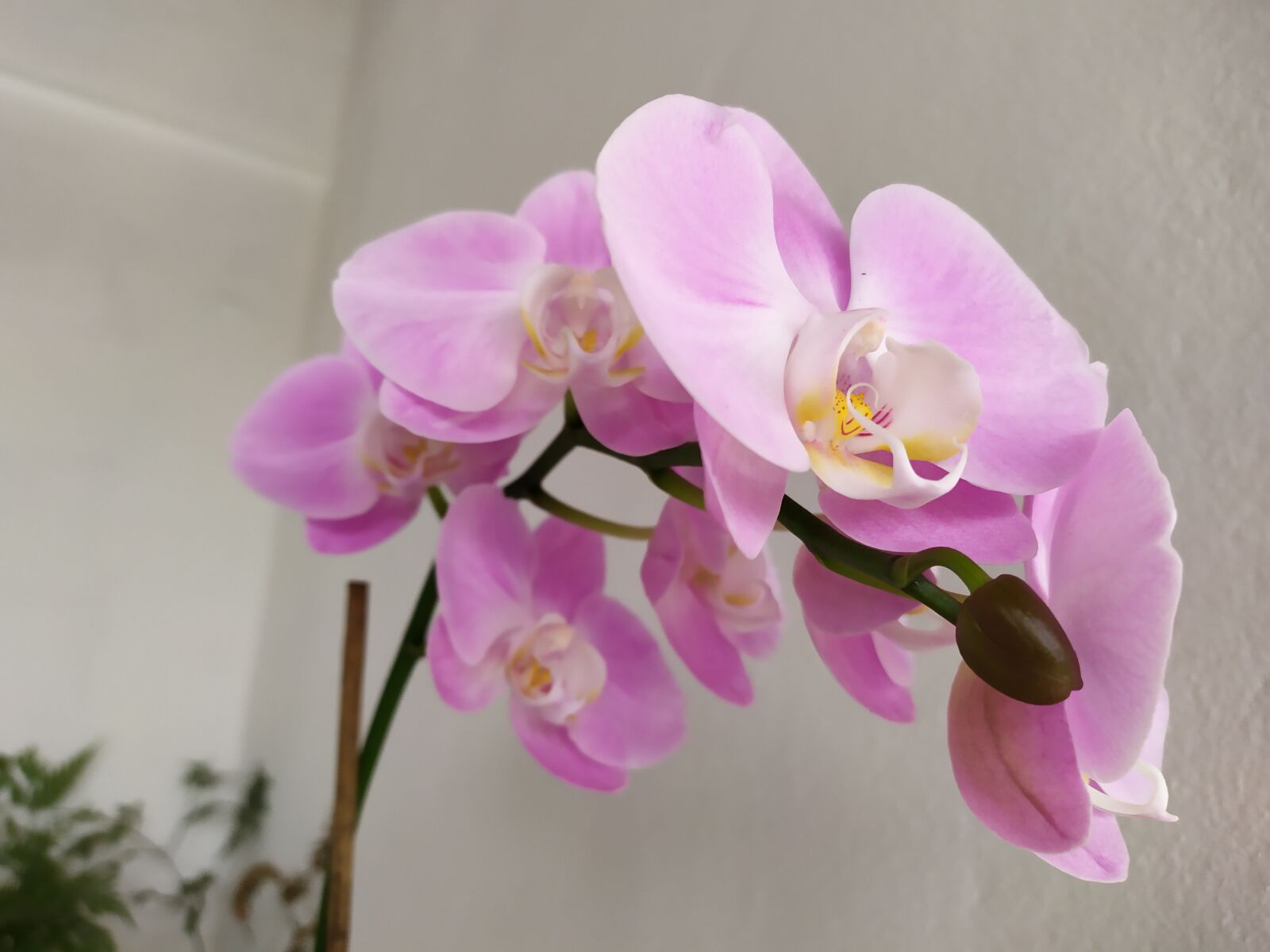 Xiaomi Redmi Note 7 sample photo. Orchidea, rosa, flowers photography