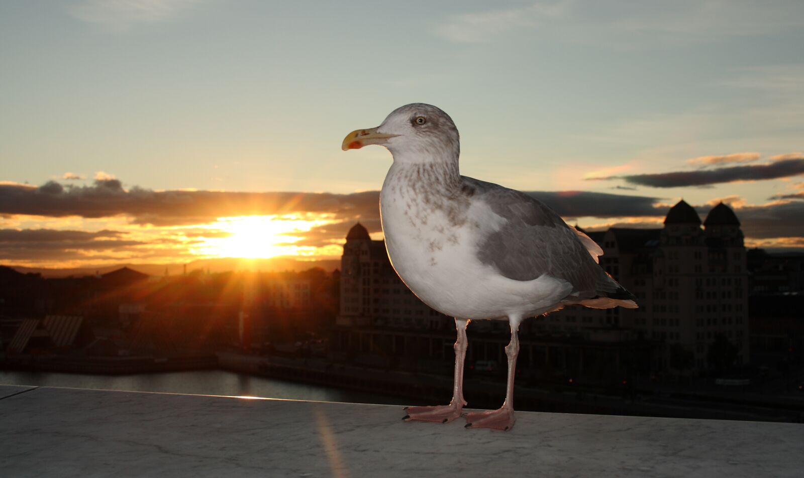 Canon EOS 400D (EOS Digital Rebel XTi / EOS Kiss Digital X) sample photo. Seagull, natural, sunset photography