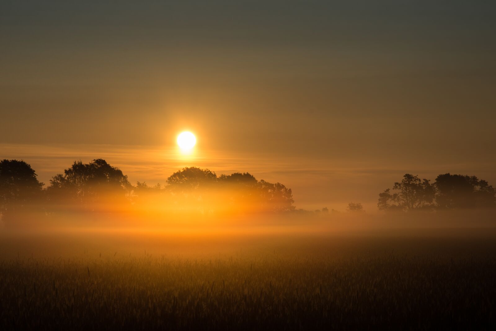 Nikon D7200 sample photo. Sunrise, fog, field photography