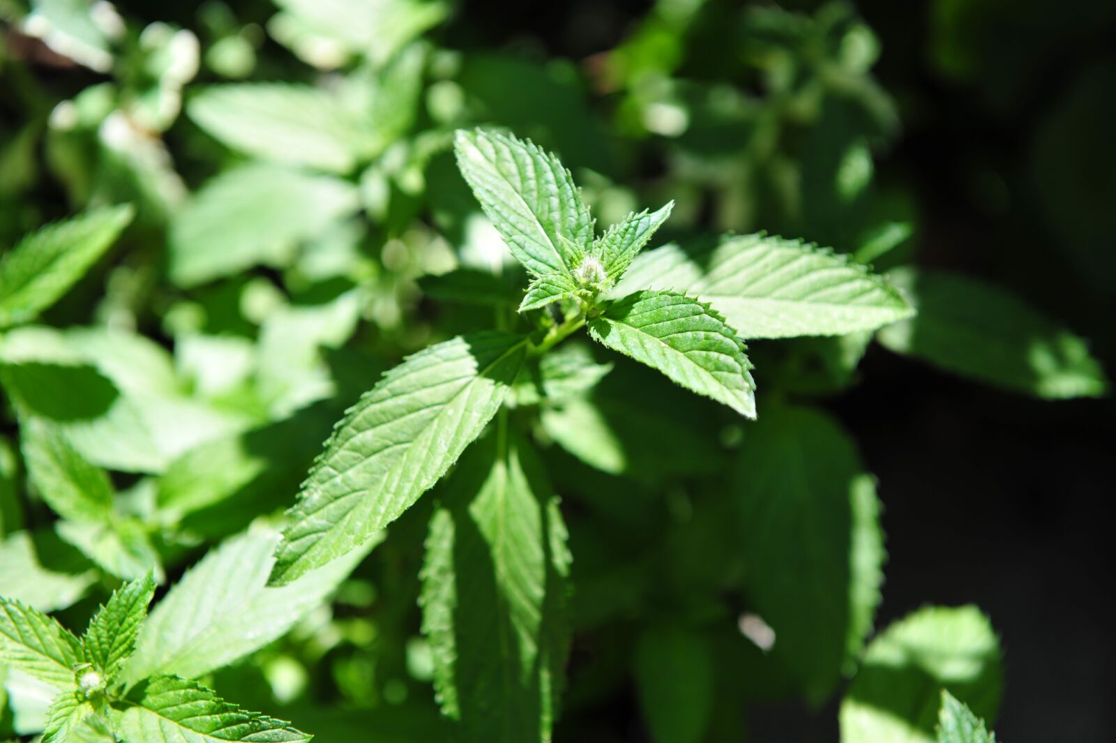 Nikon D700 sample photo. Plant, mint, nature photography