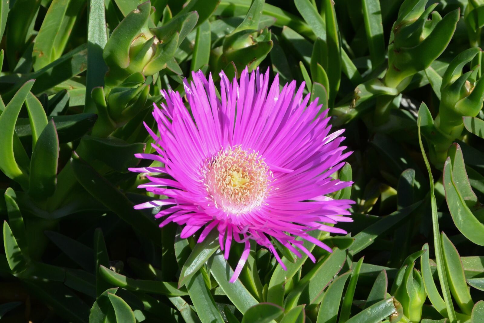 Nikon D5200 sample photo. Flower, pink, beauty photography