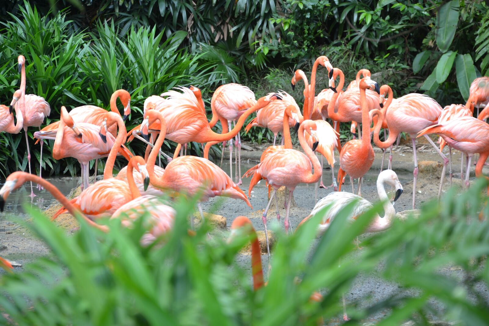 Nikon D3100 sample photo. Flamingos, zoo, singapore photography