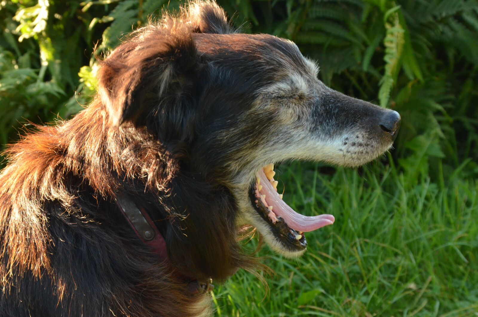 Nikon D7000 sample photo. Gaap, yawn, dog photography