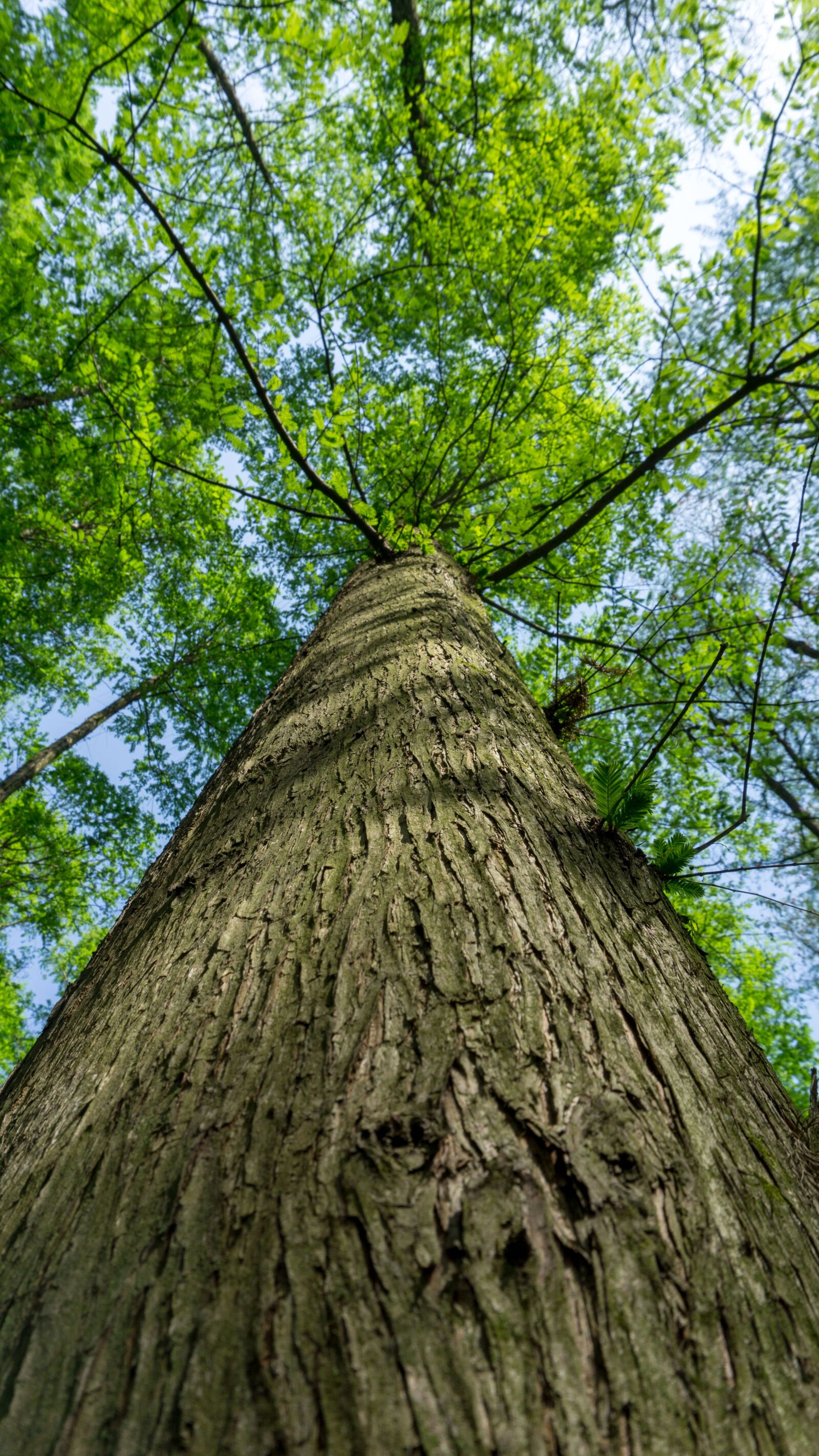 Sony a5100 sample photo. Wood, tree, nature photography