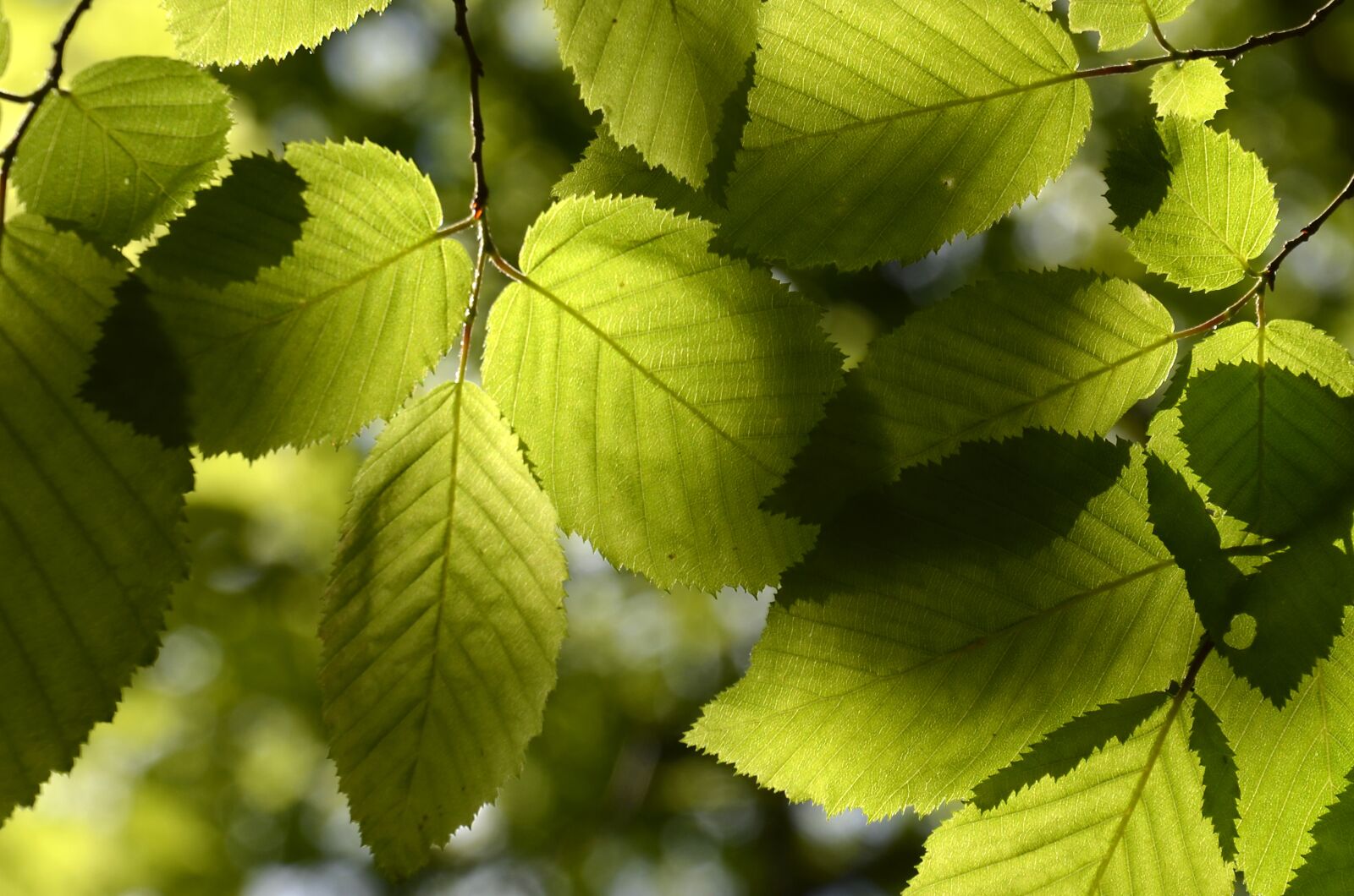 Nikon D5100 sample photo. Leaves, beech, colored photography