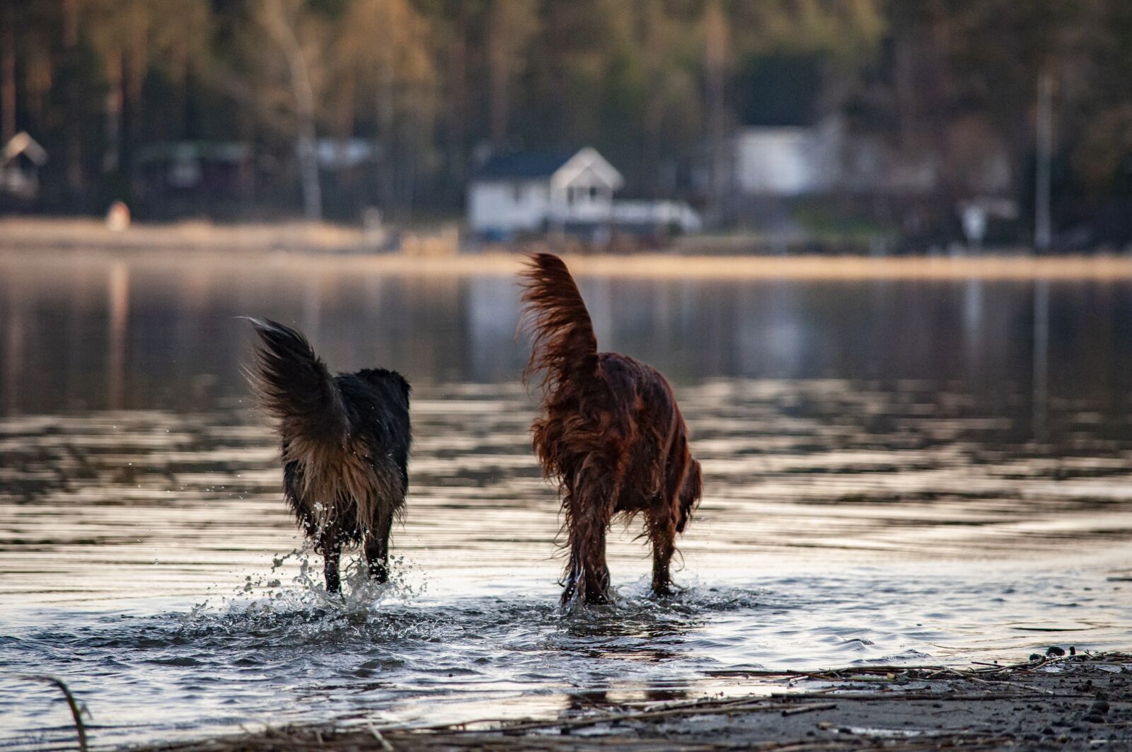 Nikon D5000 sample photo. Mongrel, irish setter, dog photography