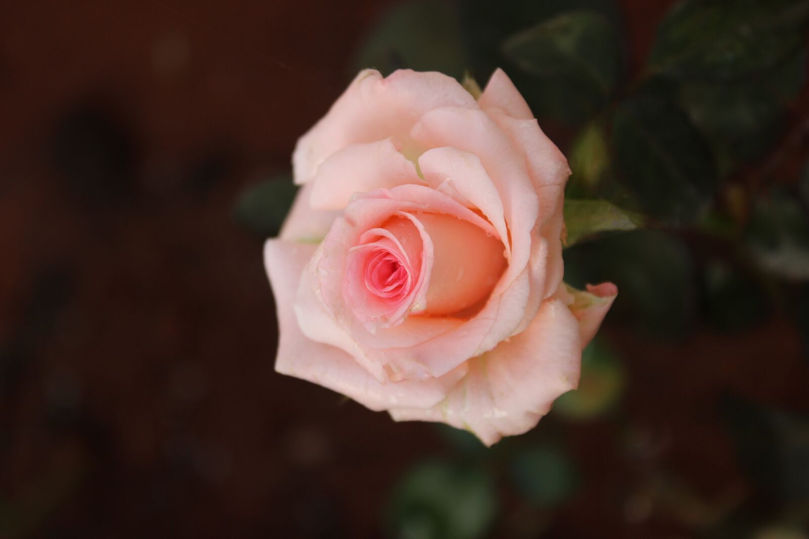 Canon EOS 600D (Rebel EOS T3i / EOS Kiss X5) sample photo. Rose, pink, beautiful photography
