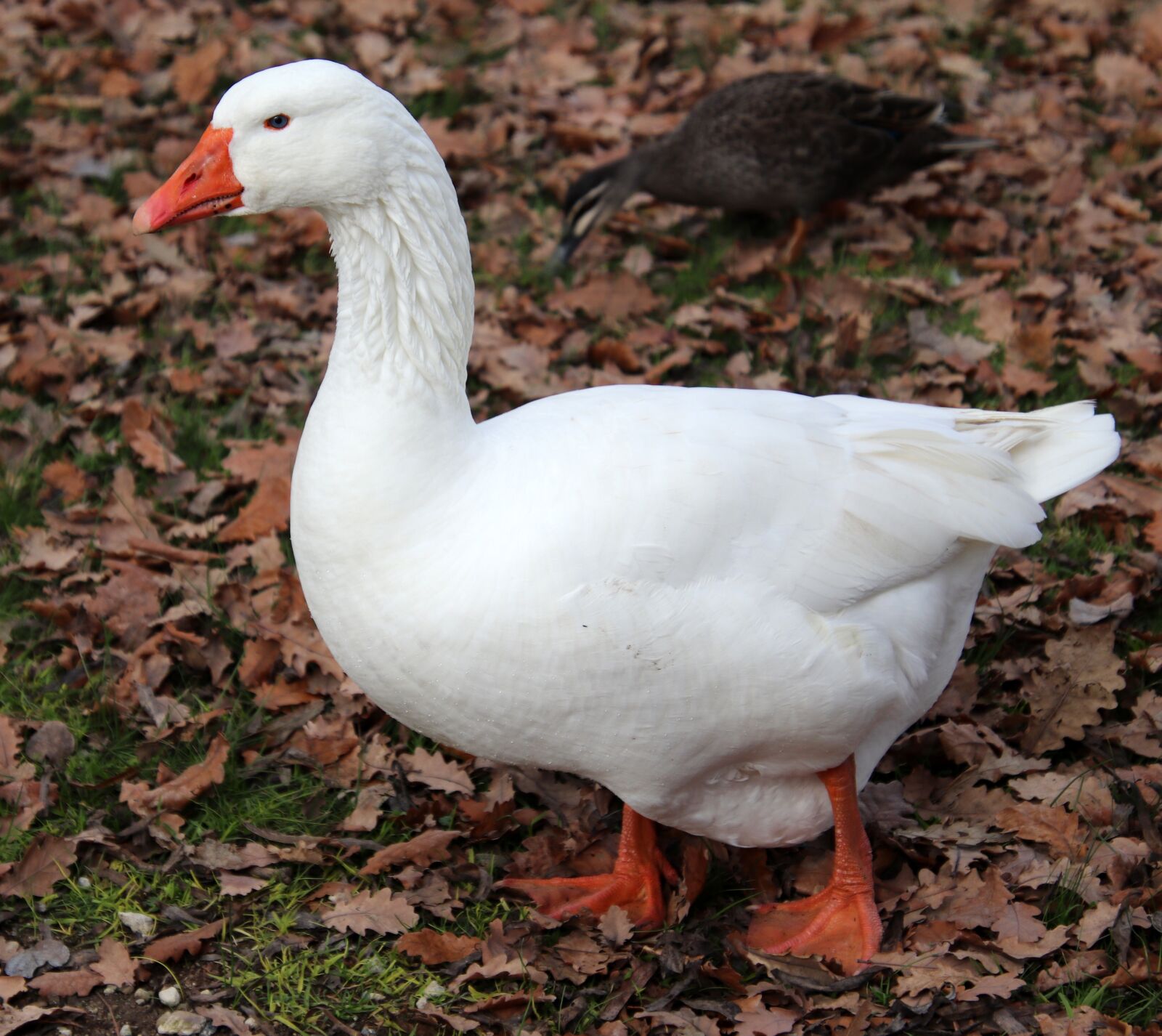 Canon EOS 800D (EOS Rebel T7i / EOS Kiss X9i) sample photo. Goose, bird, poultry photography