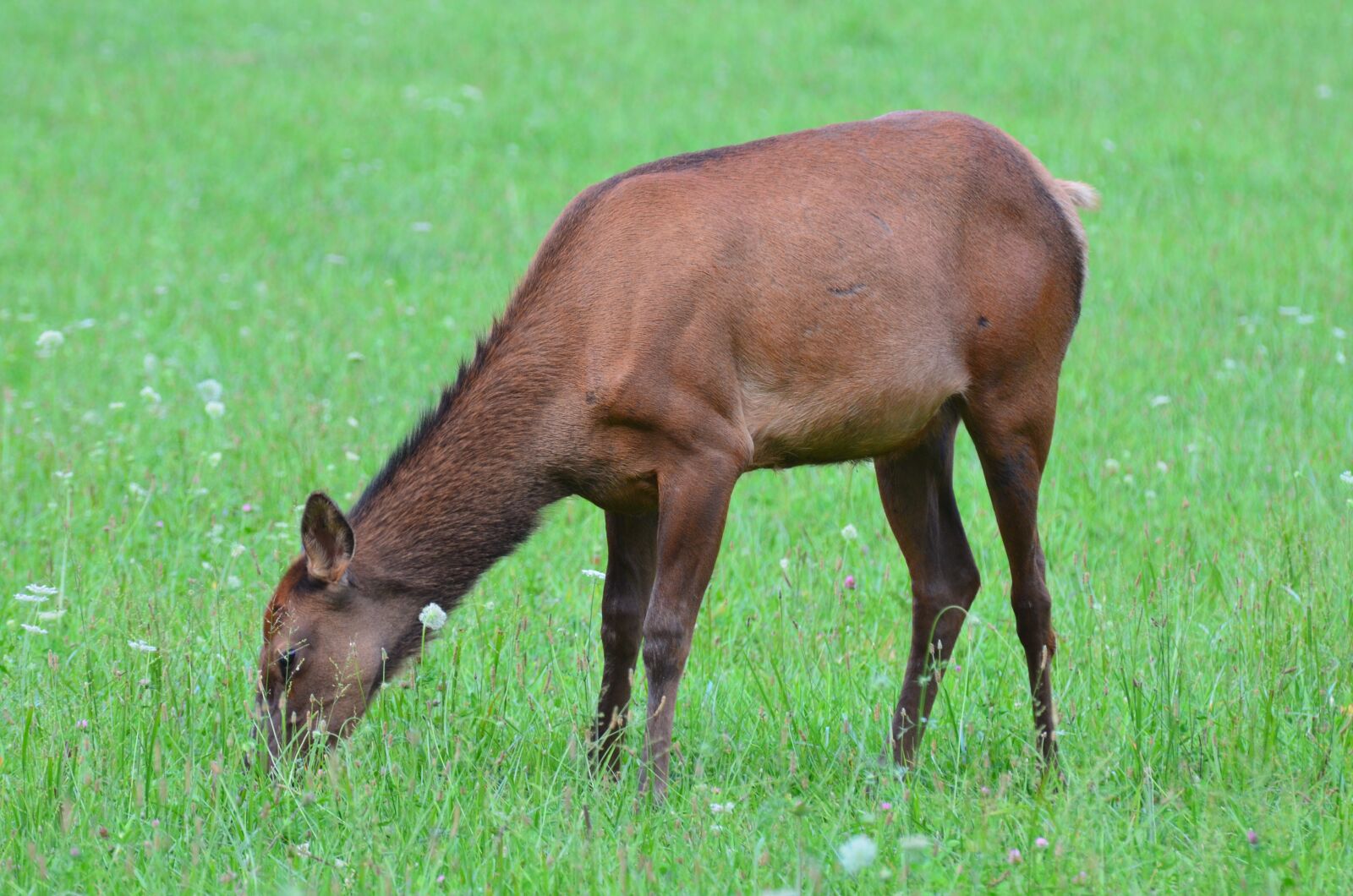 Nikon D5100 sample photo. Momentum bull, momentum, mammal photography