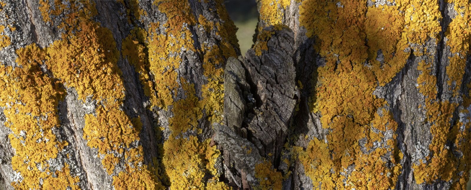 Canon EOS 80D + Canon EF 50mm F1.8 STM sample photo. Tree, texture, wood photography