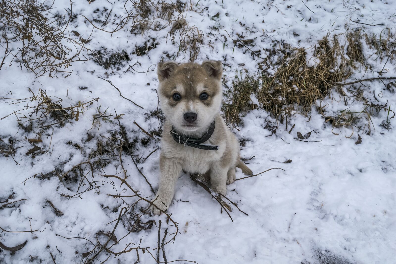 Nikon D3300 sample photo. Puppy, each, winter photography