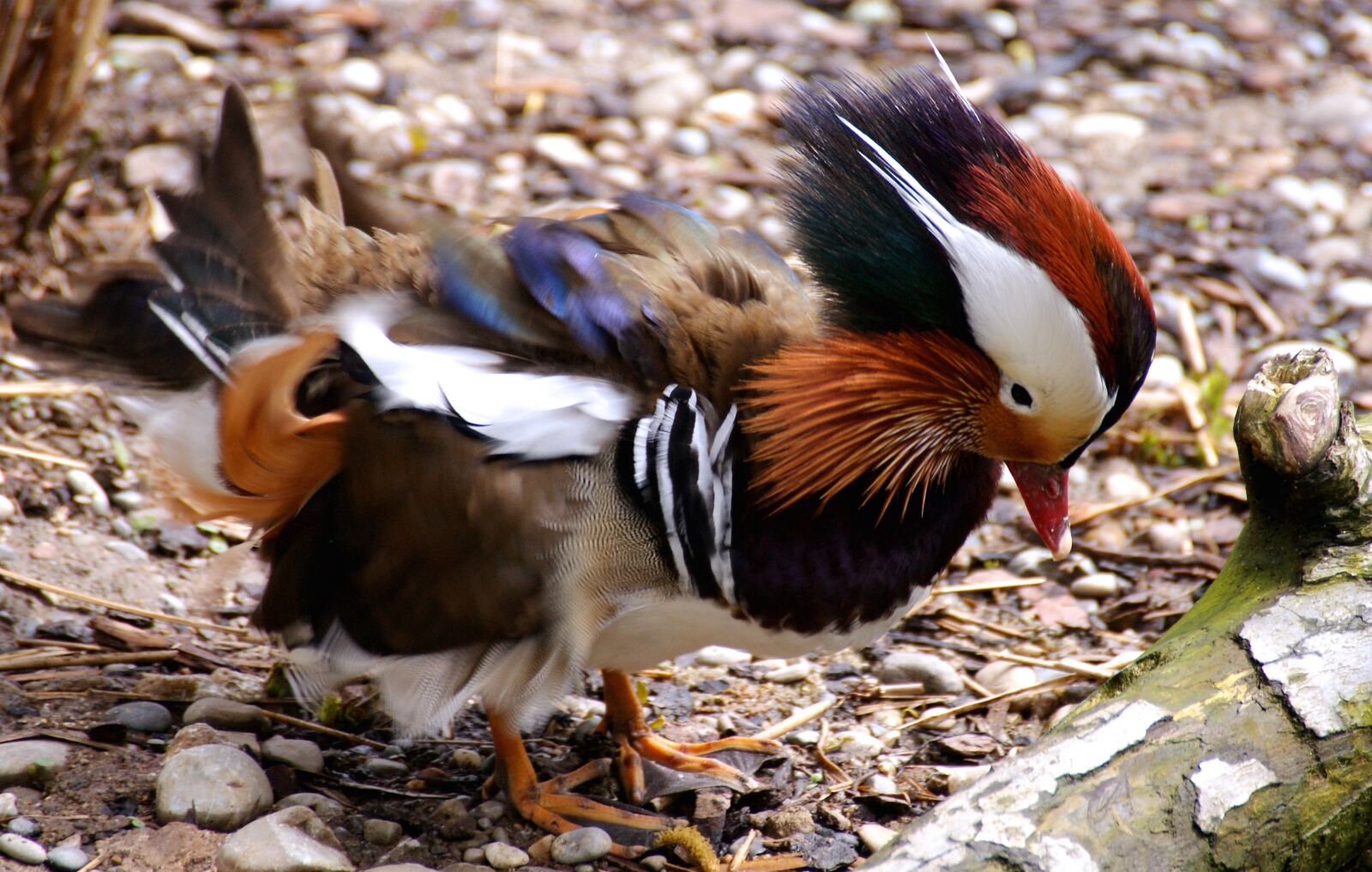 Sony Alpha DSLR-A350 sample photo. Duck, mandarinente, zoo photography