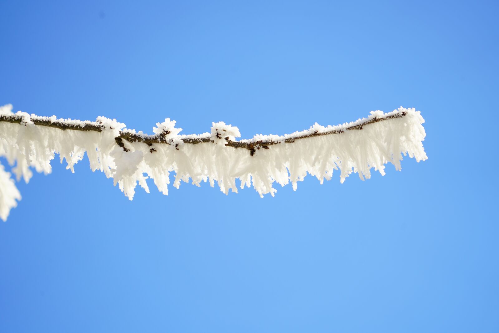 Sony a7R II + Sony FE 24-240mm F3.5-6.3 OSS sample photo. Branch, hoarfrost, iced photography