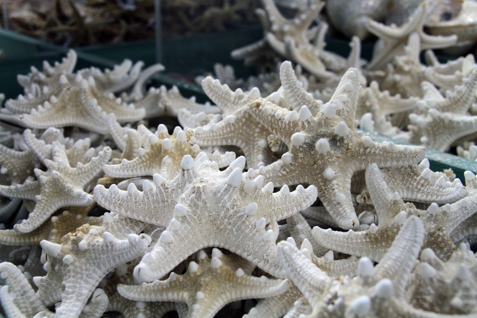 Canon EOS 7D sample photo. Shells, ocean, starfish photography