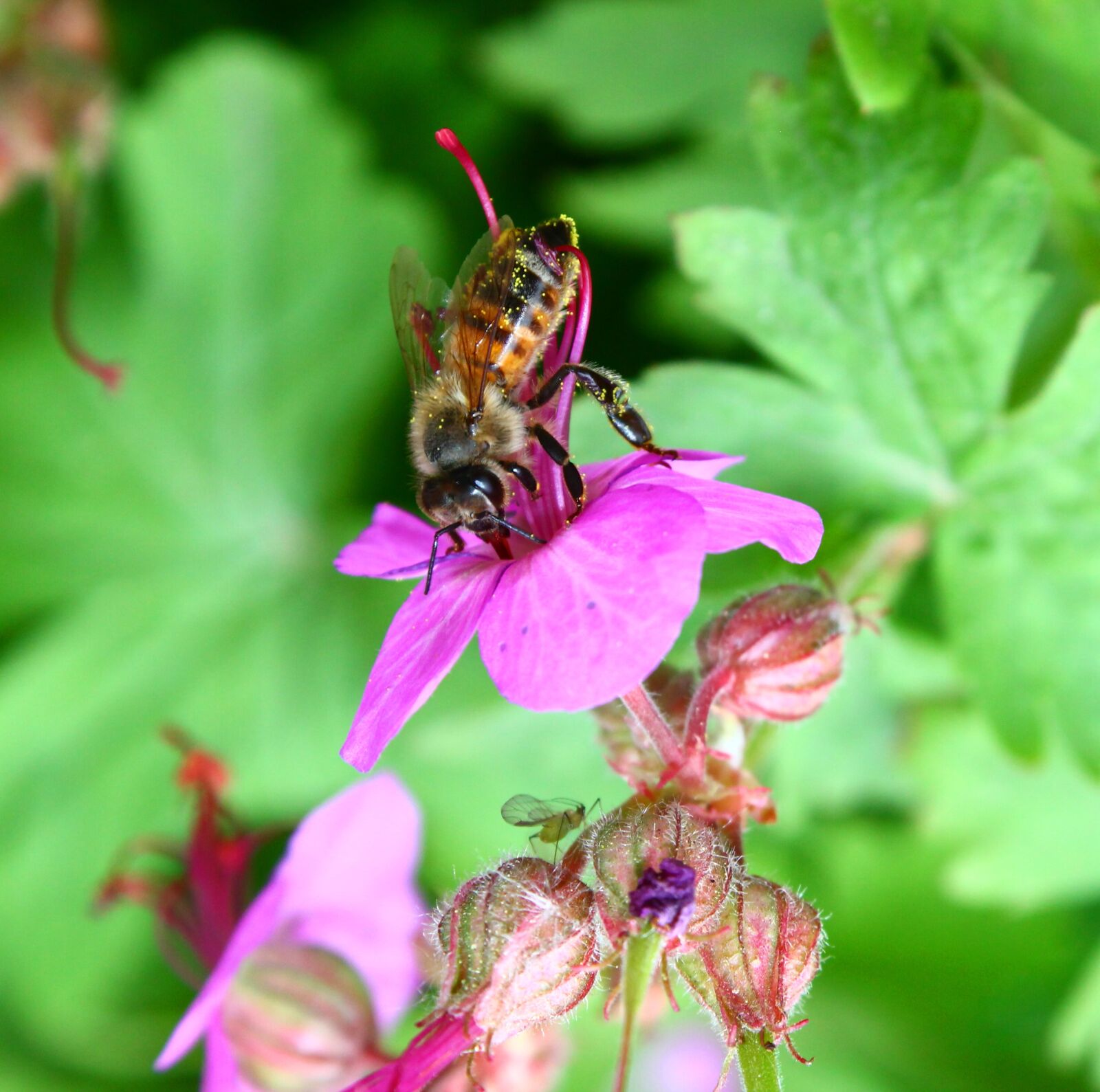 Canon EOS 1100D (EOS Rebel T3 / EOS Kiss X50) sample photo. Bee, pollen, floral pollen photography
