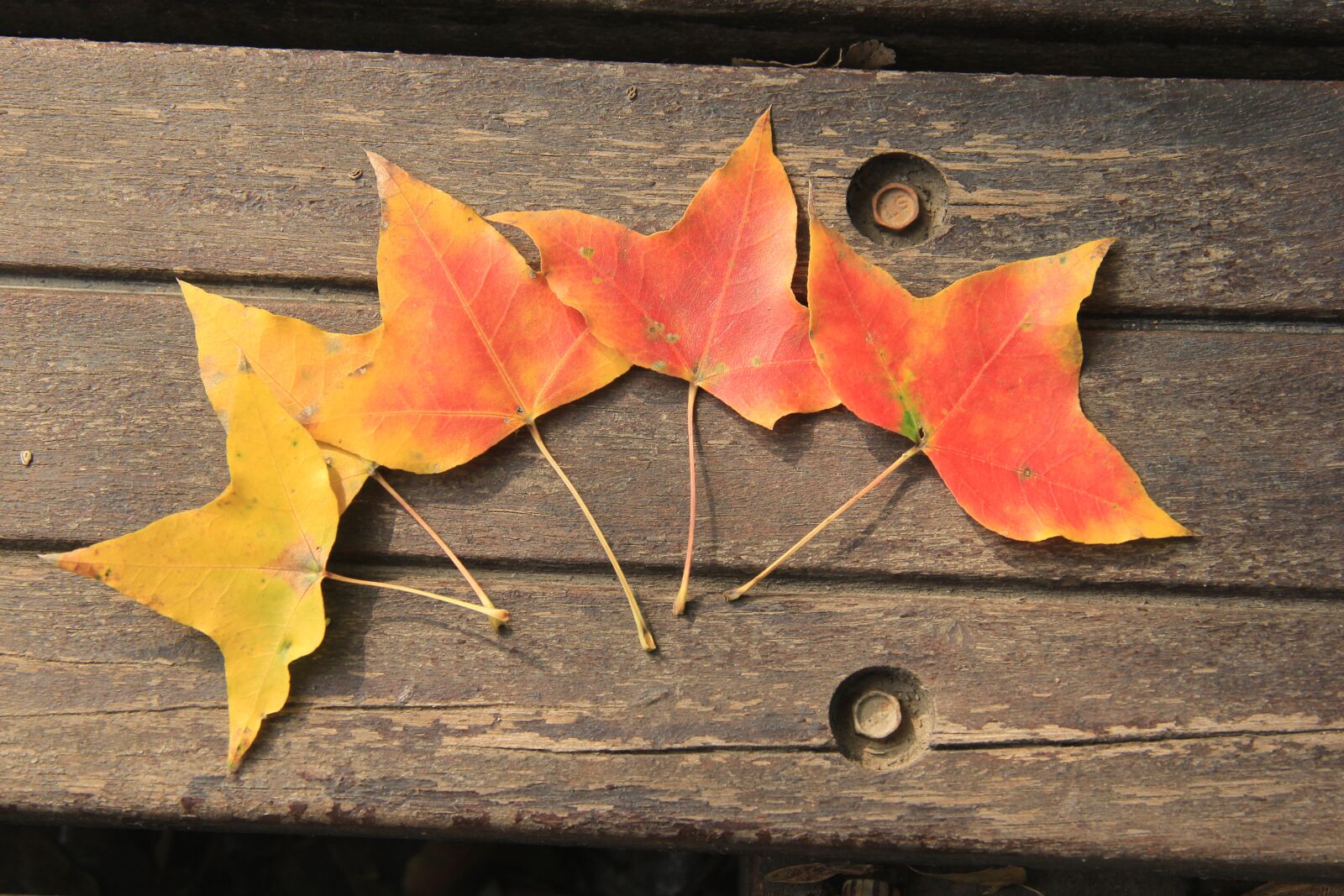 Canon EOS 60D sample photo. Ingot maple, yellow, orange photography