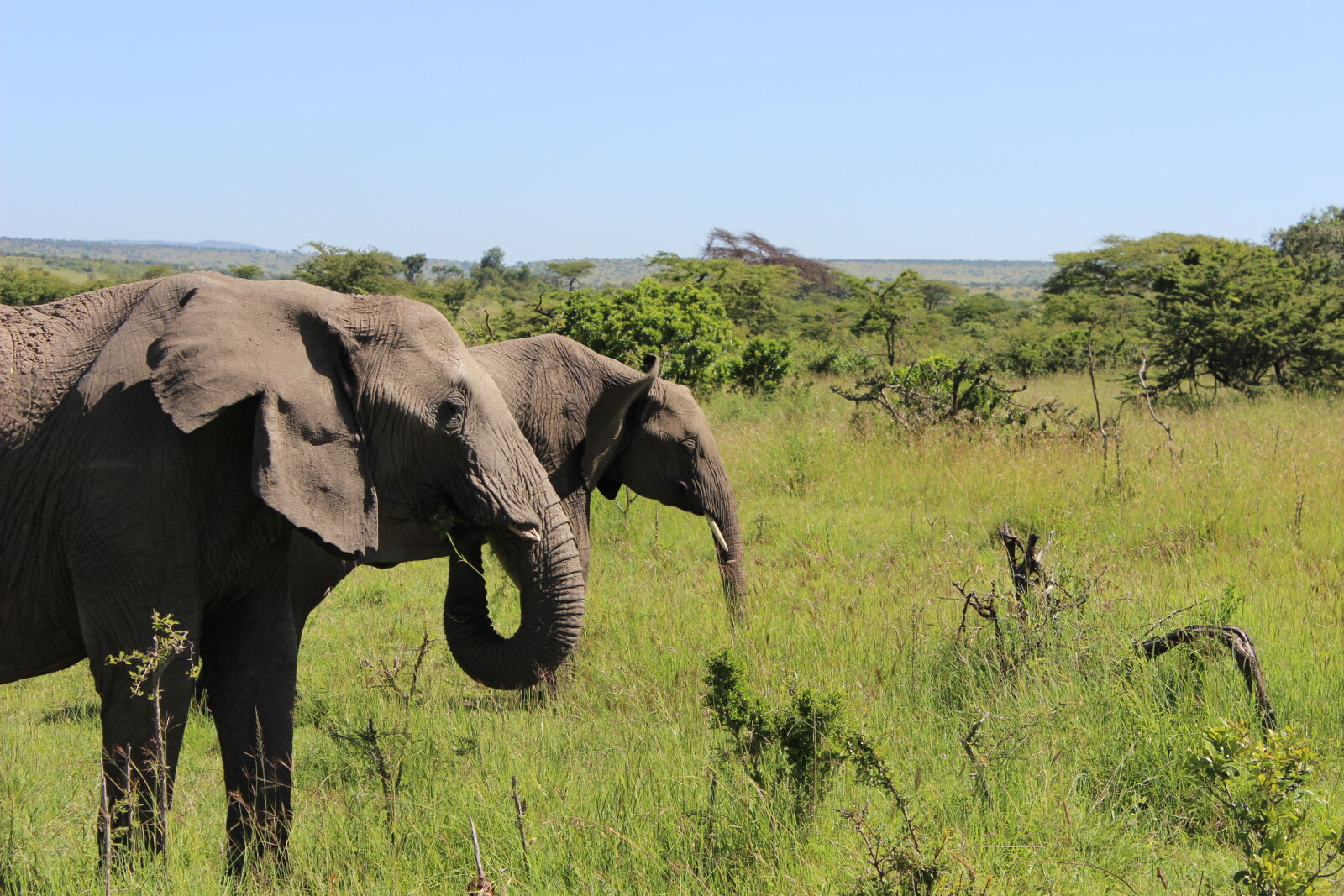 Canon EOS 600D (Rebel EOS T3i / EOS Kiss X5) sample photo. Maasai, mara, elephant photography