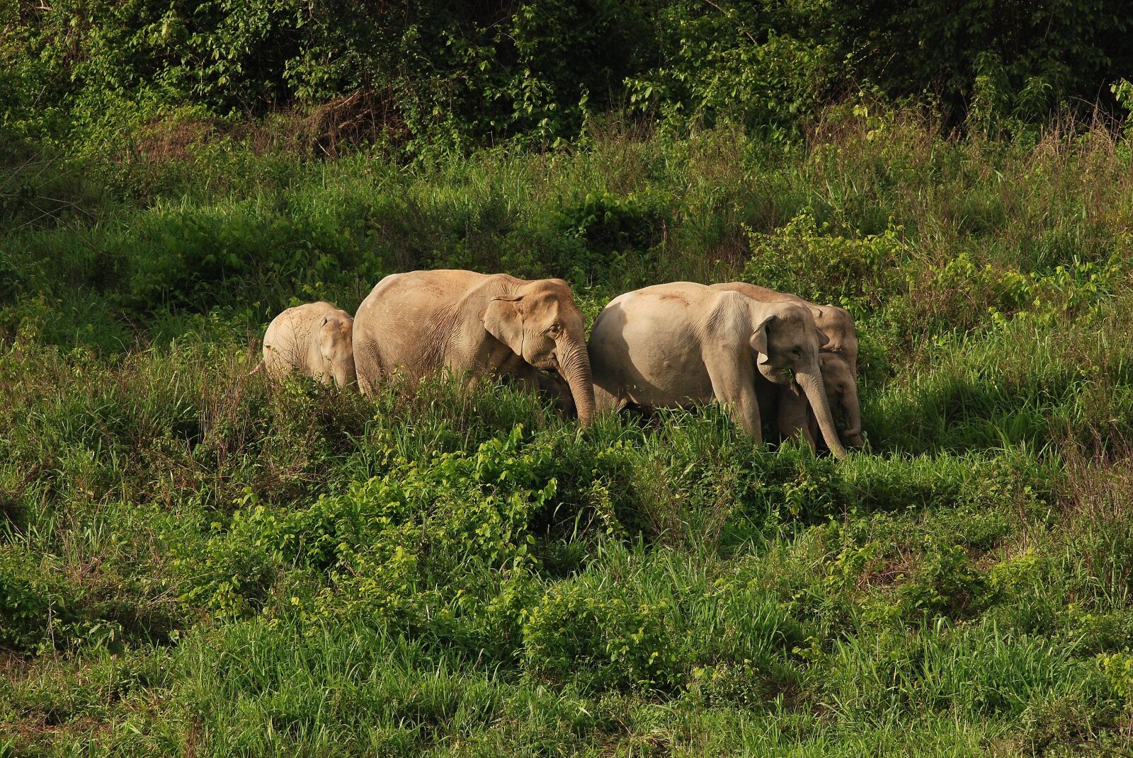 Nikon D80 sample photo. Wild elephant, elephant, asia photography