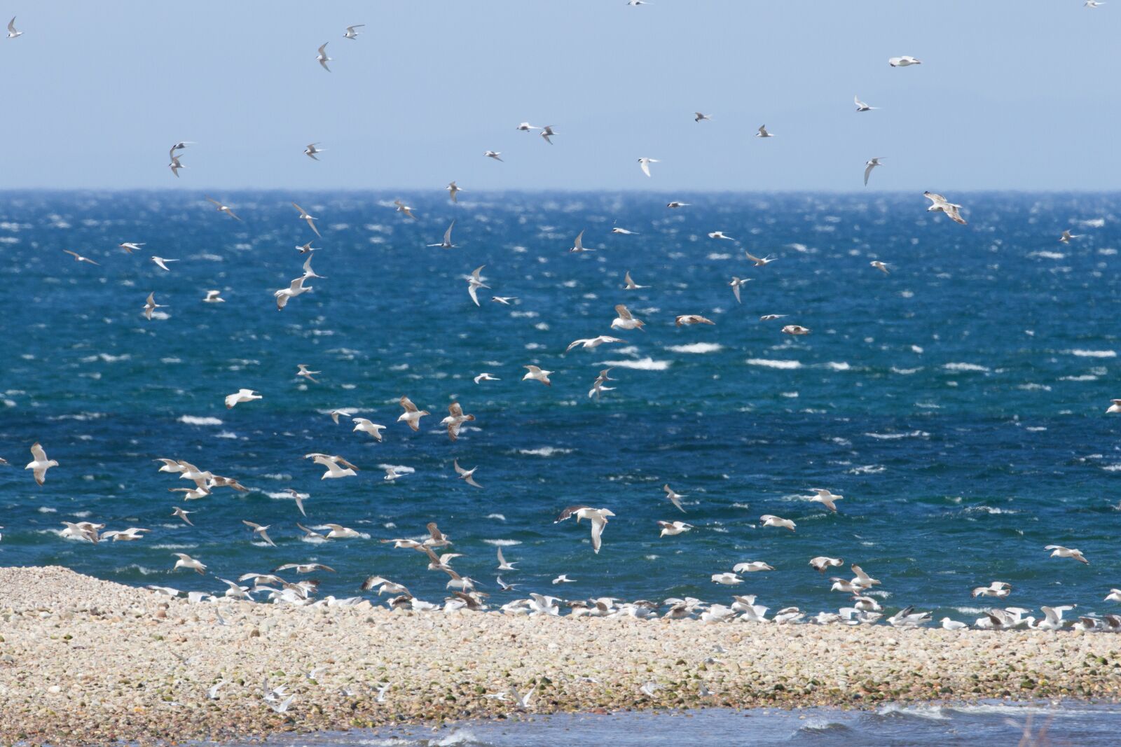 Canon EOS 7D + Canon EF 500mm F4L IS USM sample photo. Ocean, birds, nature photography