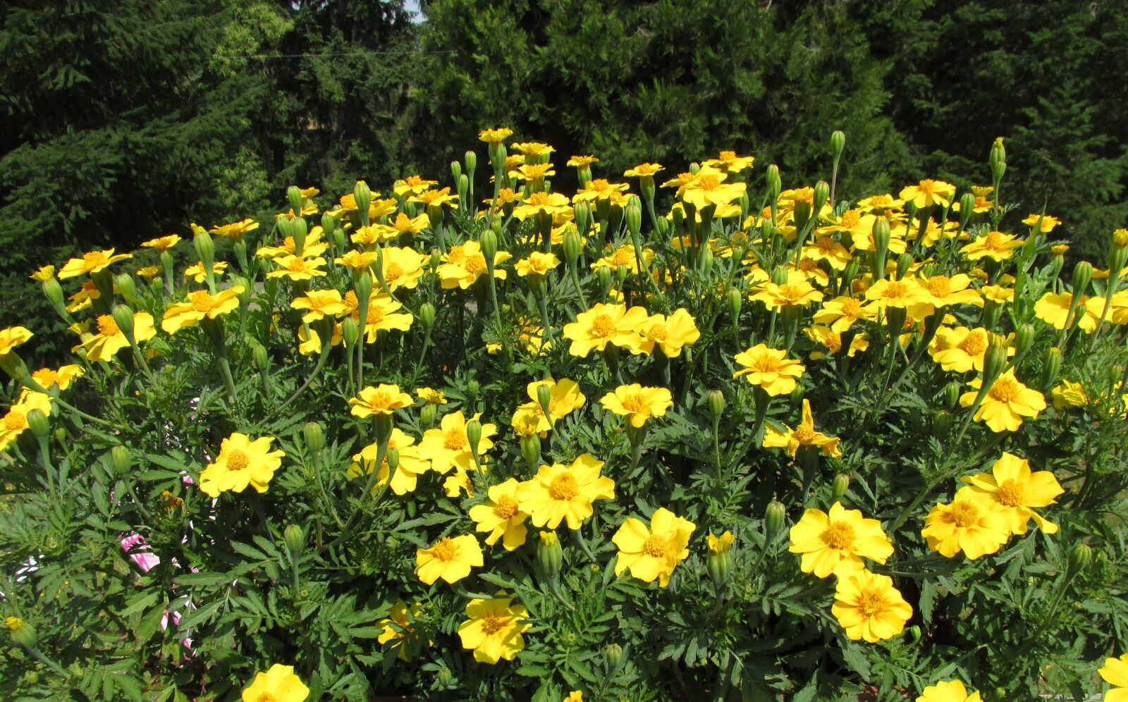 Canon PowerShot SX160 IS sample photo. Outdoor, nature, plant photography