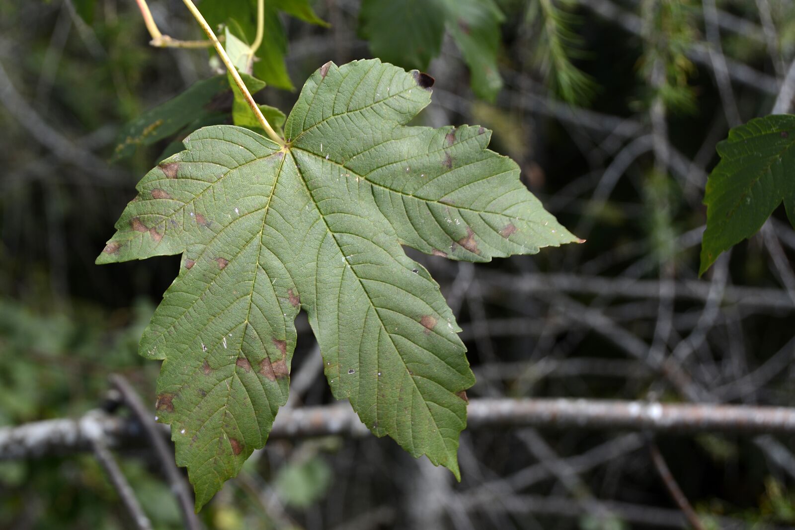 Nikon D7100 sample photo. Maple leaf, leaf, autumn photography