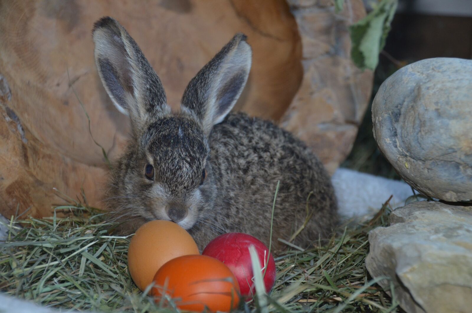 Nikon D5100 sample photo. Hare, easter, easter eggs photography