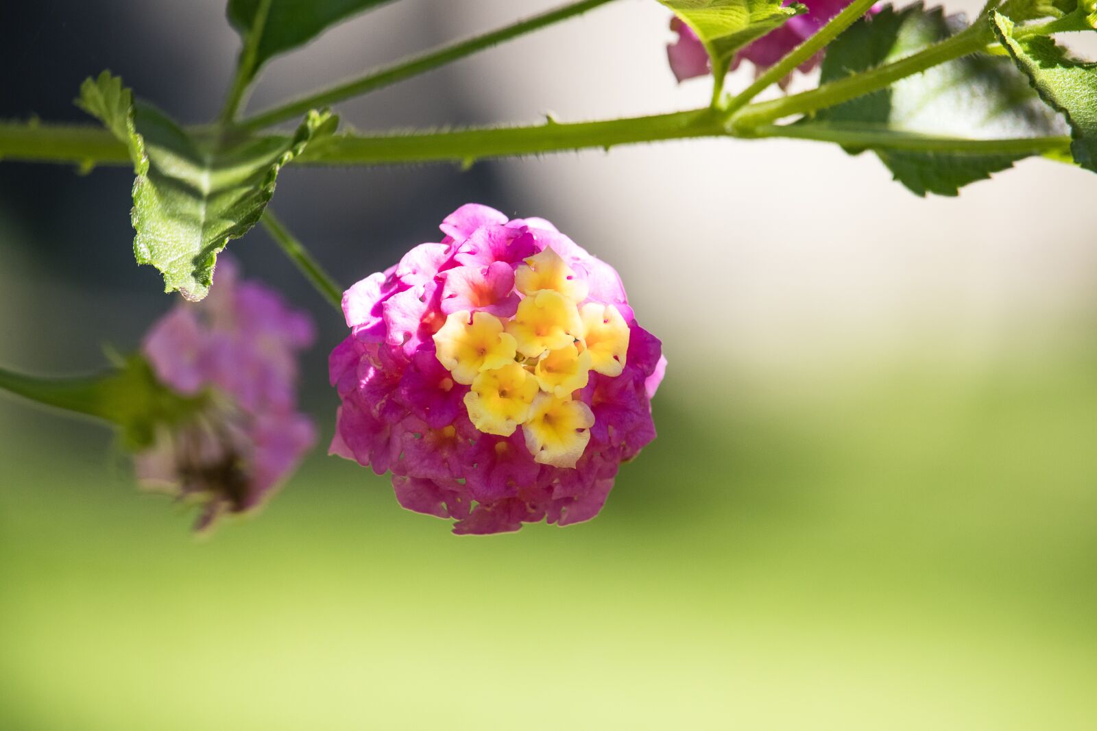 Canon EF-S 55-250mm F4-5.6 IS STM sample photo. Blossom, bloom, plant photography