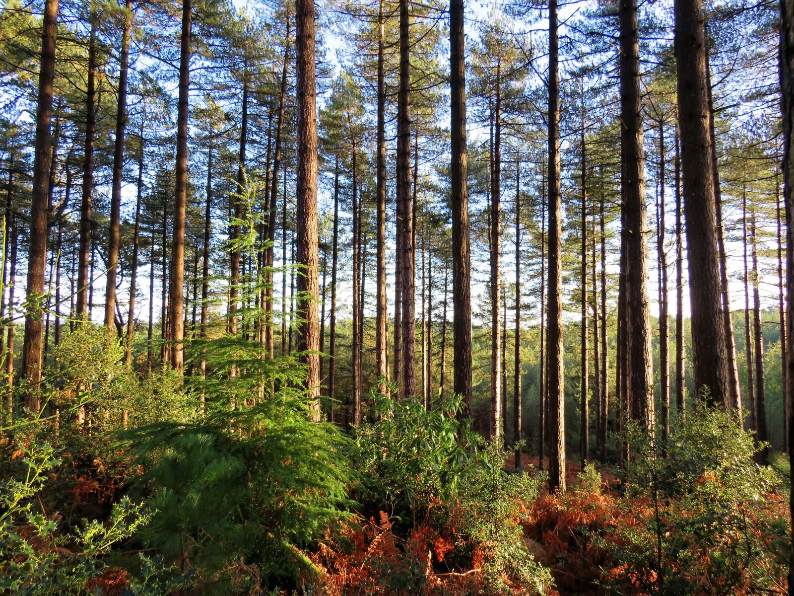 Canon PowerShot SX540 HS sample photo. Trees, woods, forest photography