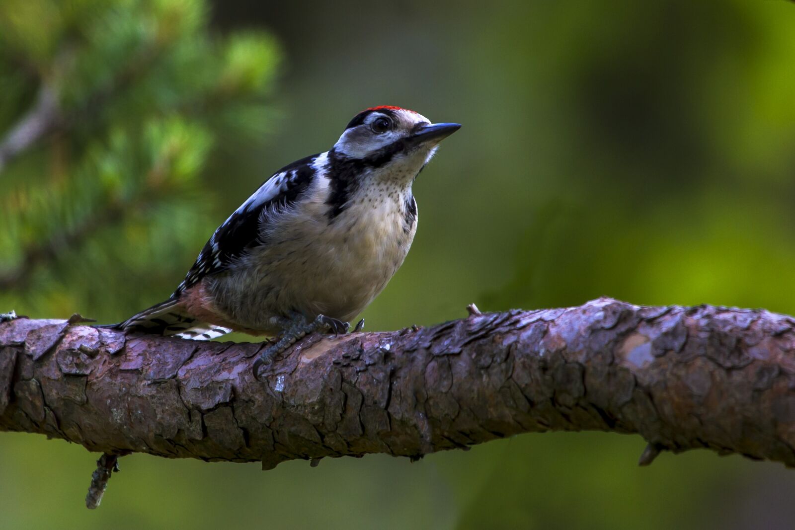 Canon EF 100-400mm F4.5-5.6L IS USM sample photo. Birds, the nature of photography