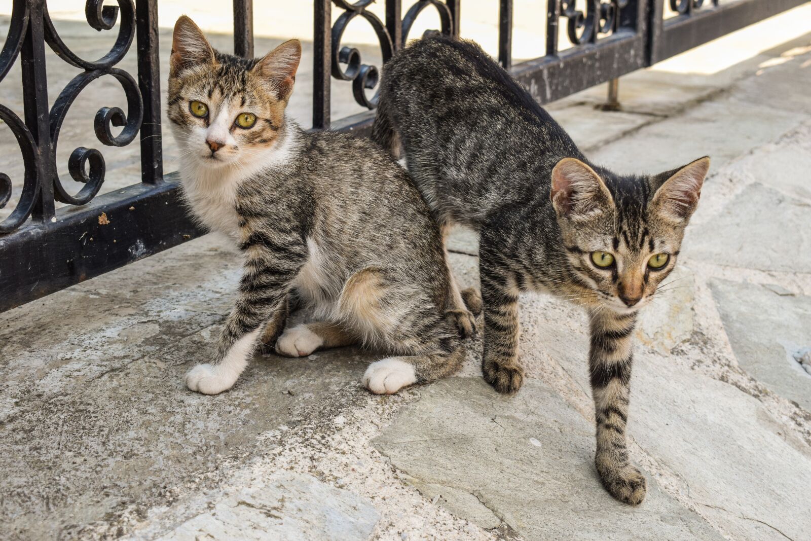 Nikon D3300 sample photo. Cats, young, stray photography
