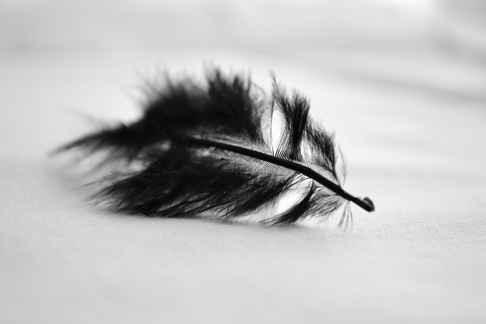 Nikon D3100 sample photo. Black, feather photography
