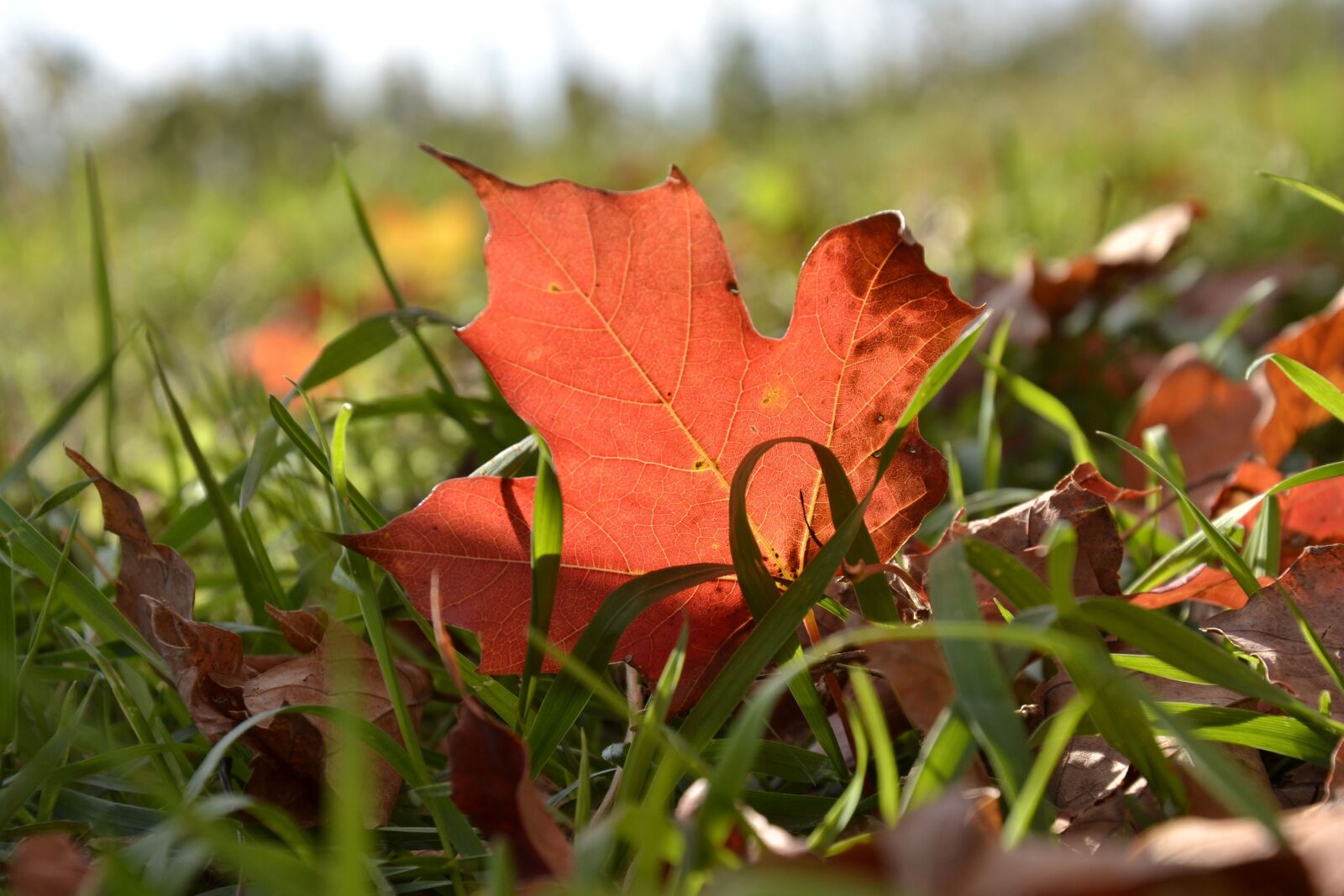 Nikon D3100 sample photo. Maple leaf, maple, leaf photography