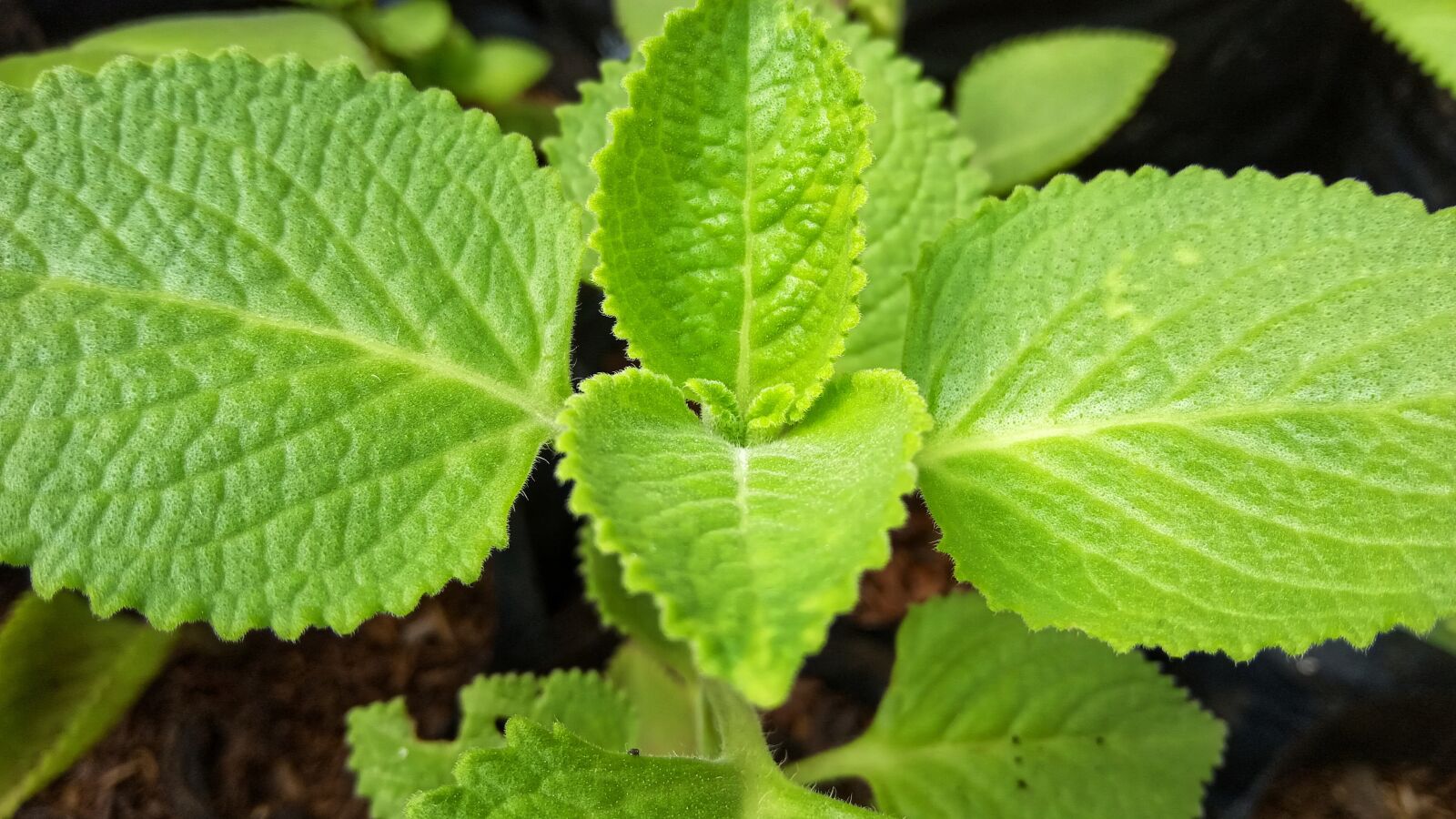 Xiaomi Redmi 6A sample photo. Nature, seed, leaf photography