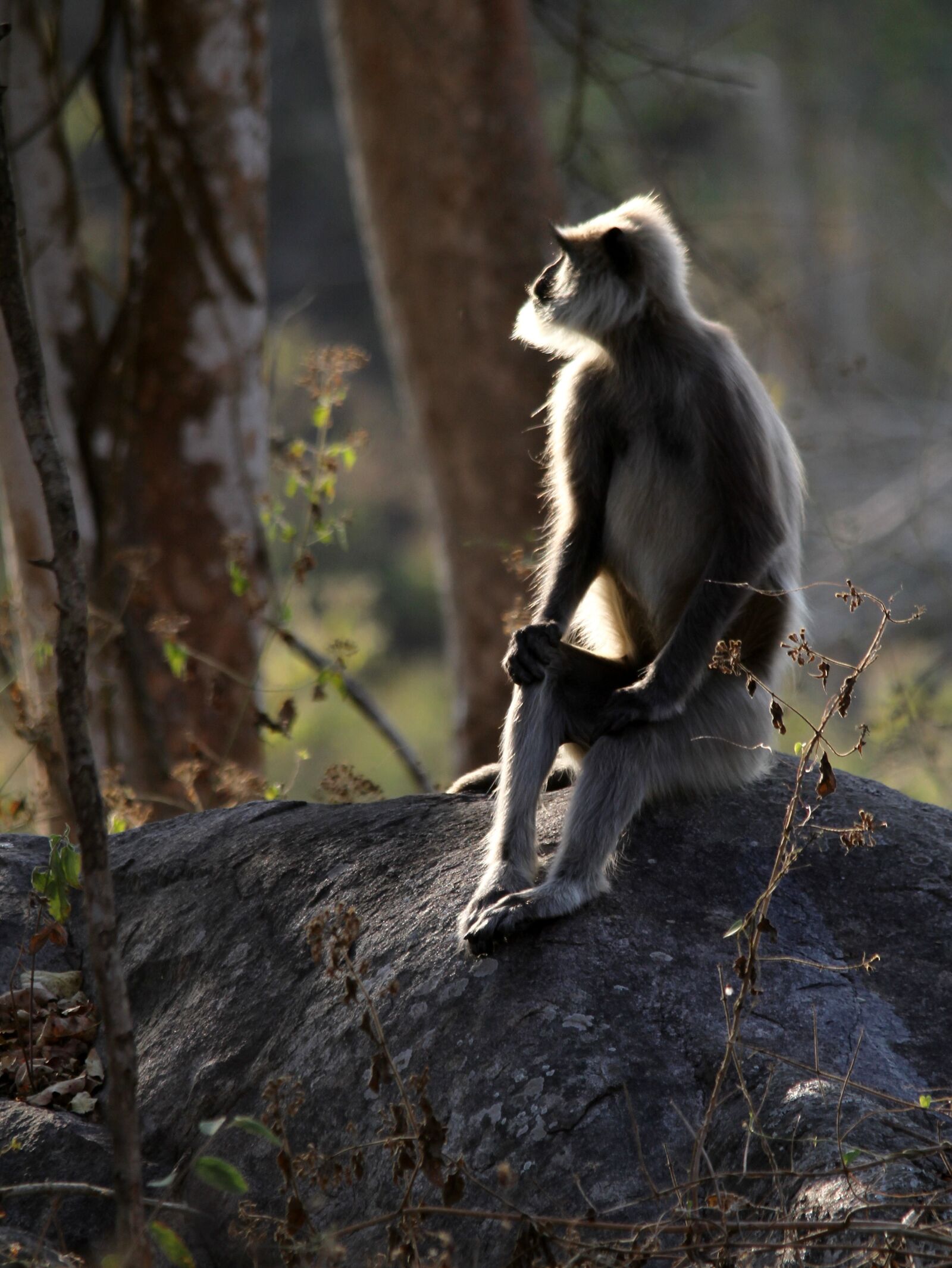 Canon EOS 7D sample photo. Gray langur, primate, langur photography