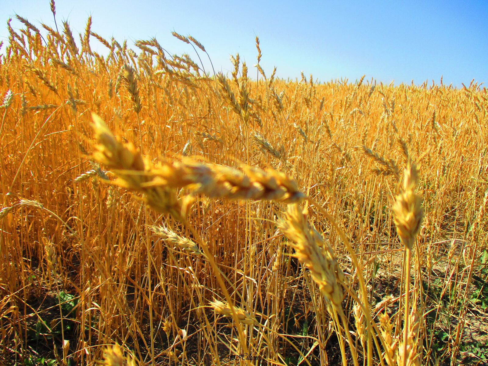 Canon PowerShot ELPH 180 (IXUS 175 / IXY 180) sample photo. Golden wheat, ripe, agricultural photography