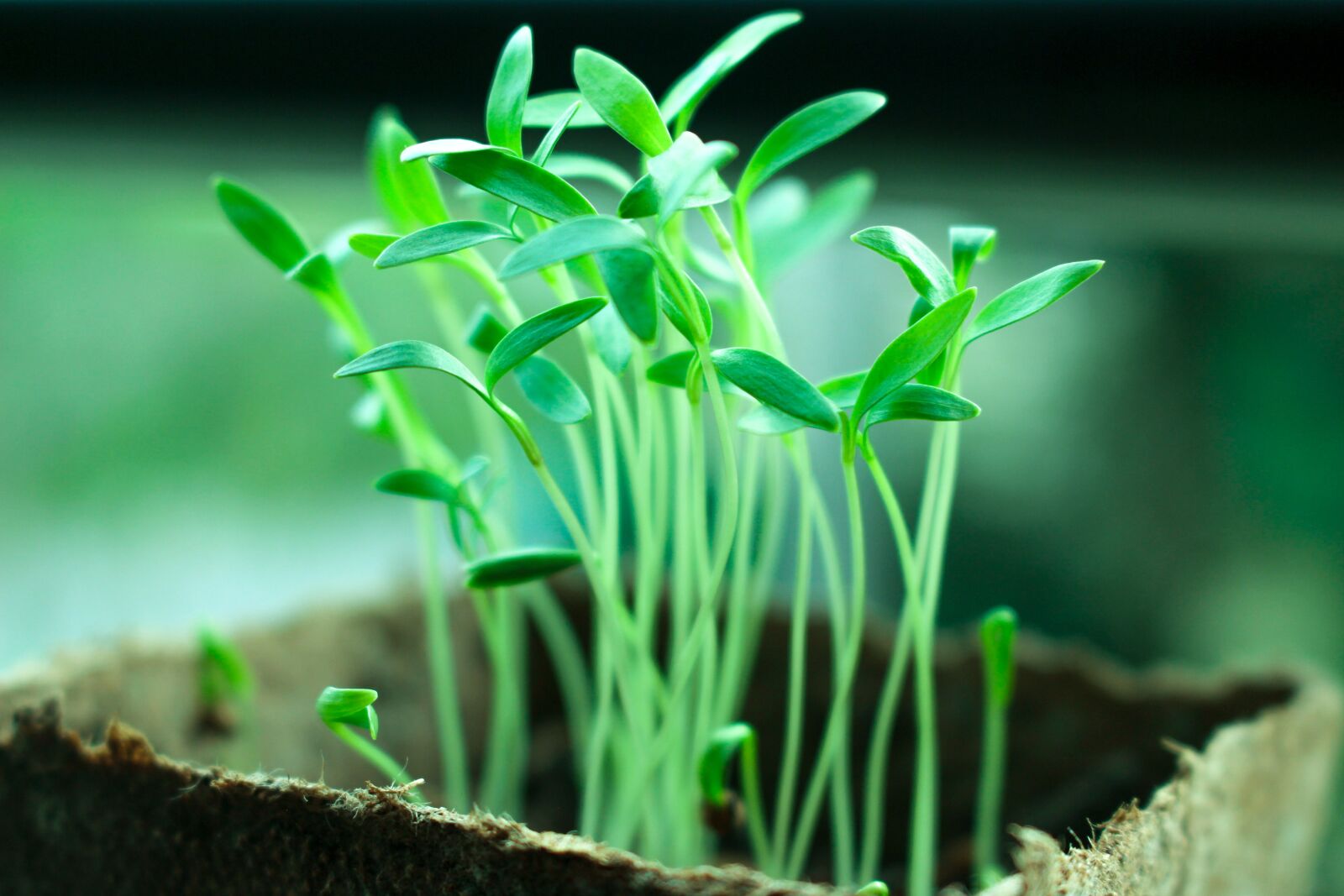 Canon EOS 700D (EOS Rebel T5i / EOS Kiss X7i) sample photo. Plants, tree, green photography