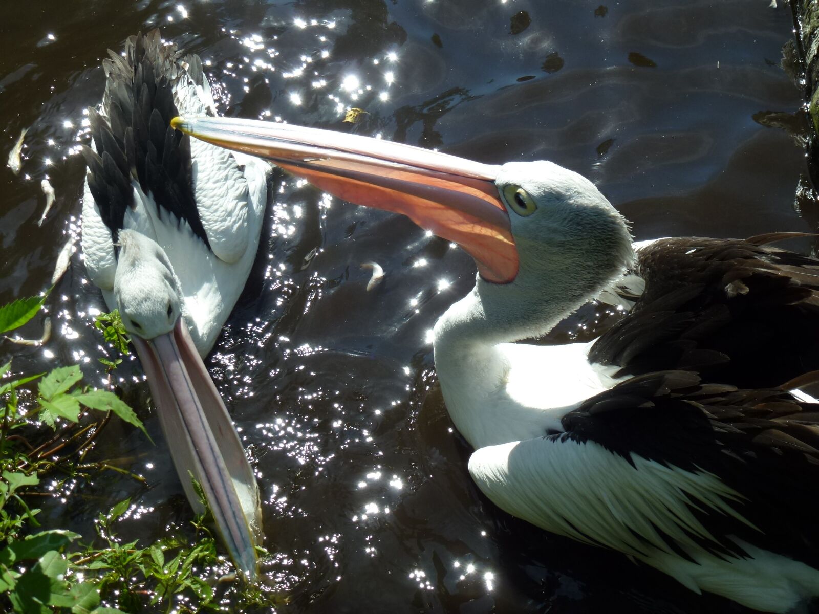 Leica V-Lux 30 / Panasonic Lumix DMC-TZ22 sample photo. Bill, pelicans, water bird photography