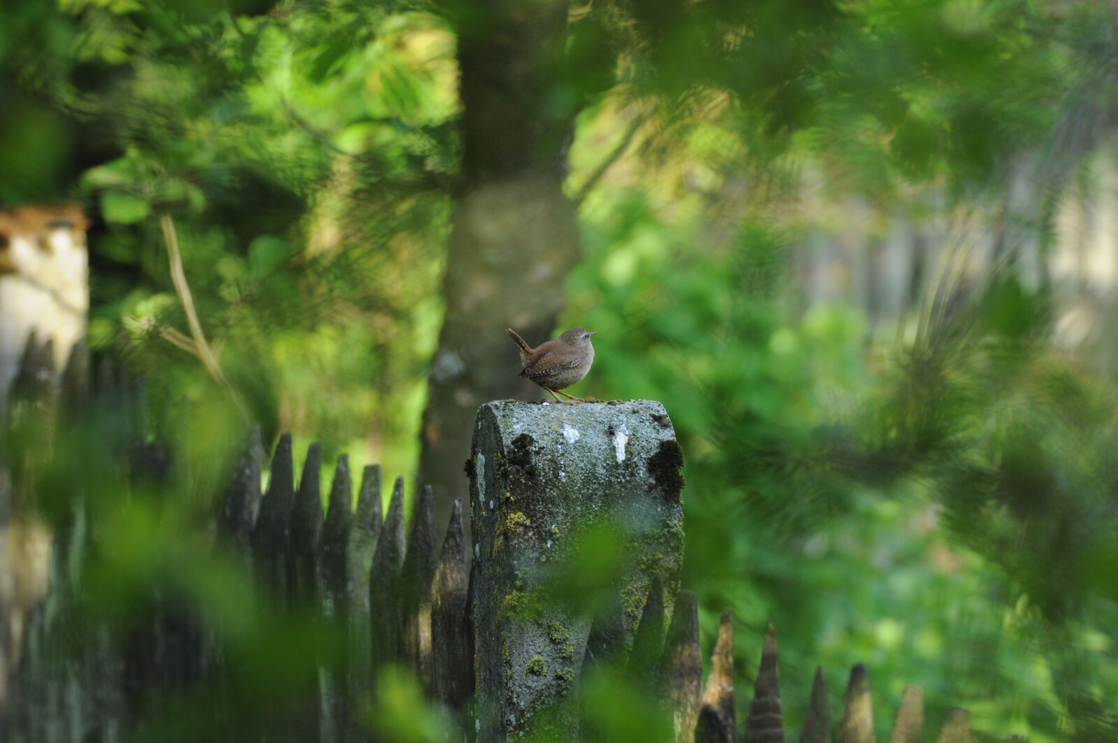 Nikon D5000 sample photo. Bird, wren, garden photography