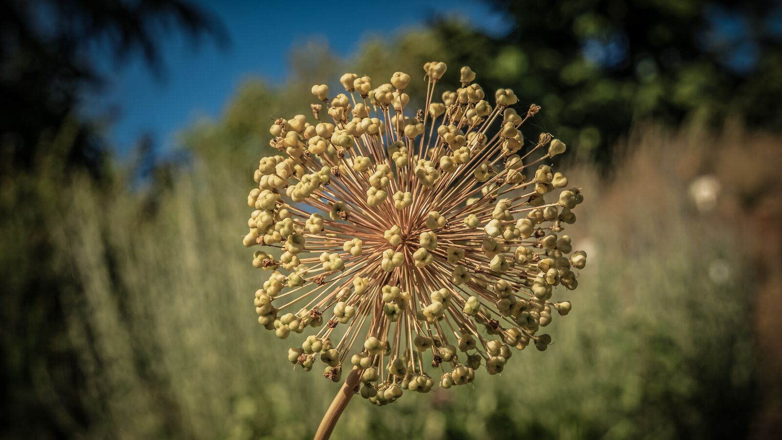 Sony E 55-210mm F4.5-6.3 OSS sample photo. Leek greenhouse, ornamental onion photography
