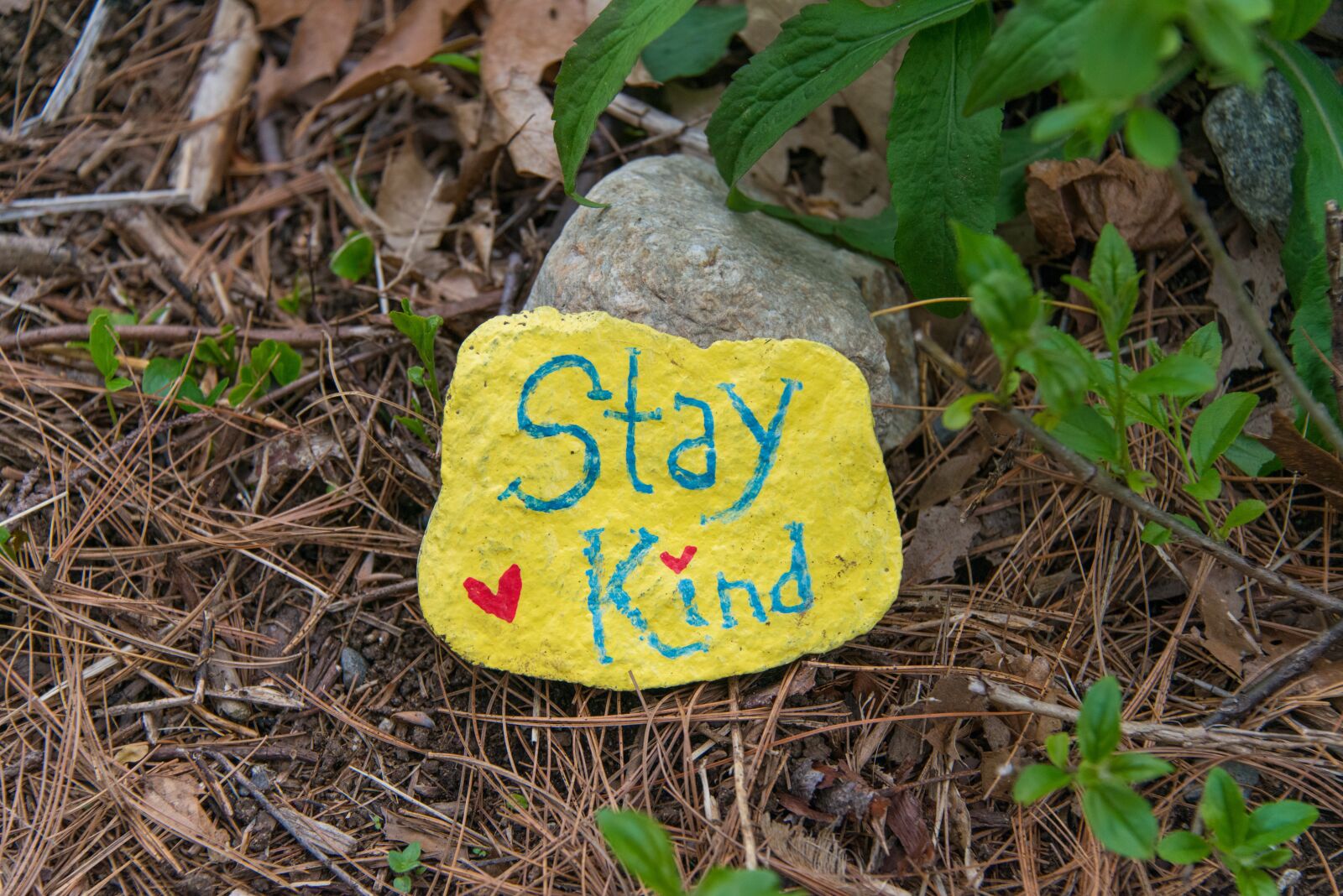 Nikon D800 sample photo. Stay kind, rock paint photography