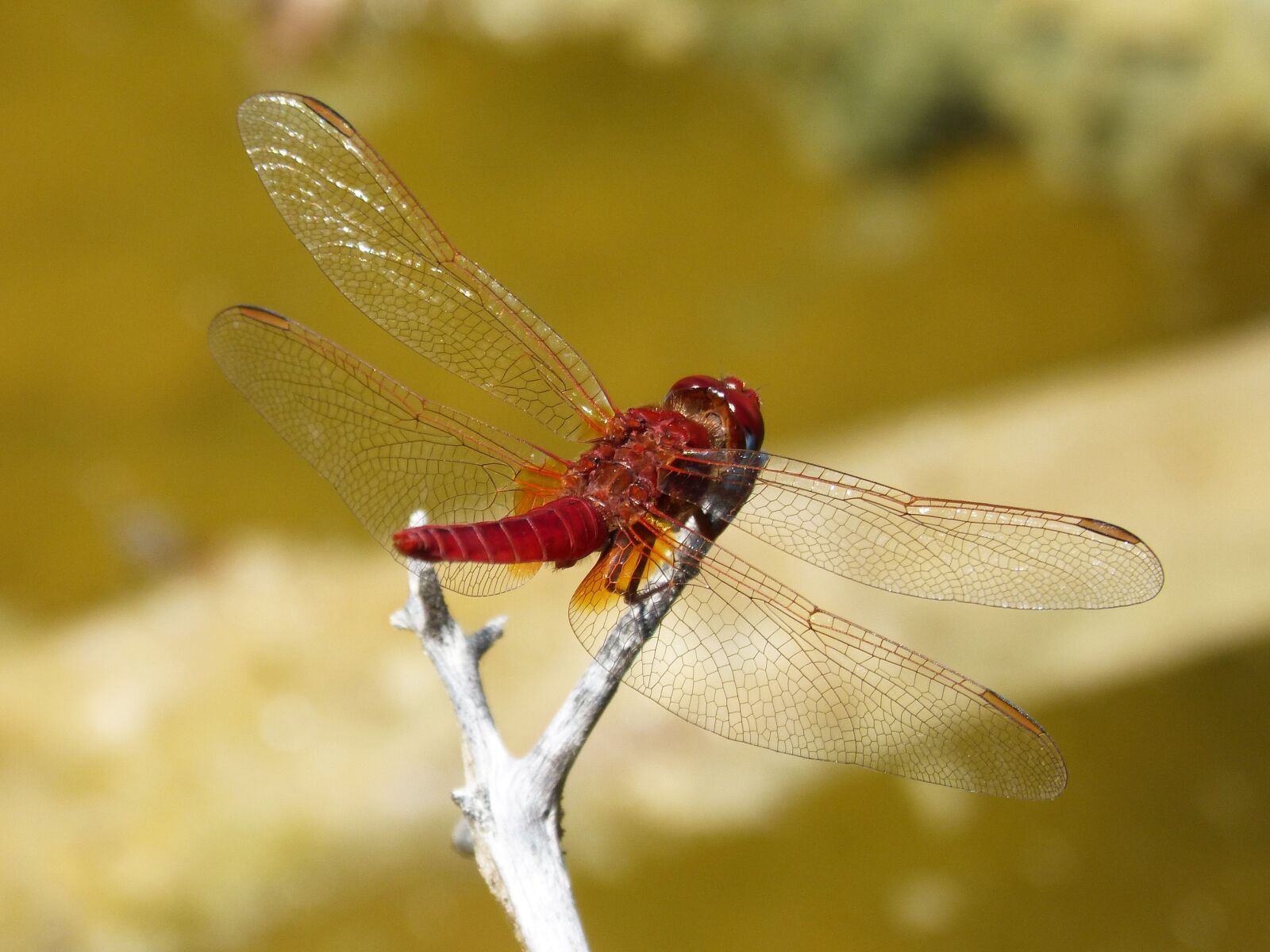 Panasonic DMC-FZ62 sample photo. Dragonfly, red dragonfly, erythraea photography